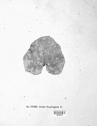 Coleosporium tussilaginis image